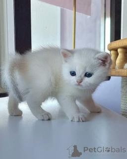 Zdjęcie №4. Sprzedam  w Kalifornia.  - cena - negocjowane