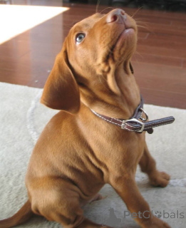 Zdjęcie №1. wyżeł węgierski krótkowłosy - na sprzedaż w Dudeldorf | 2392zł | Zapowiedź №160538