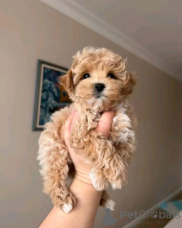 Zdjęcie №1. maltipu - na sprzedaż w Hannover | negocjowane | Zapowiedź №167145