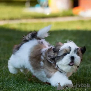 Zdjęcie №1.  - na sprzedaż w Slavonski Kobaš | negocjowane | Zapowiedź №161566