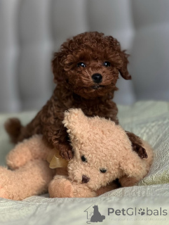 Zdjęcie №1. pudel (zabawka) - na sprzedaż w Helsinki | 5740zł | Zapowiedź №163135