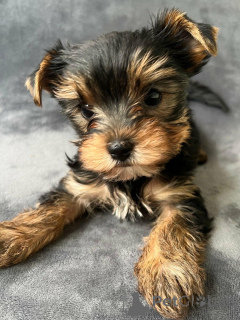 Zdjęcie №3. podaruj urocze szczenięta Yorkshire Terrier . Niemcy