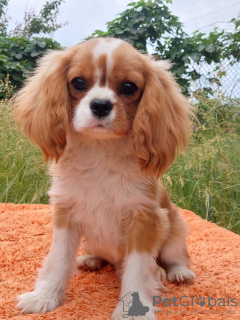 Zdjęcie №1. cavalier king charles spaniel - na sprzedaż w Berlin | 3961zł | Zapowiedź №105945