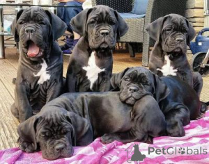 Zdjęcie №1. cane corso - na sprzedaż w Saint Pölten | 1674zł | Zapowiedź №168079