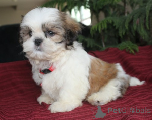 Zdjęcie №1. shih tzu - na sprzedaż w Las Palmas de Gran Canaria | negocjowane | Zapowiedź №169890