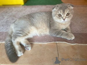 Zdjęcie №1. scottish fold - na sprzedaż w Tbilisi | 348zł | Zapowiedź № 175520