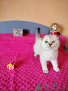 Zdjęcie №3. Es stehen schottische Kätzchen mit geraden Ohren und Paddelohren zum Verkauf.. Niemcy