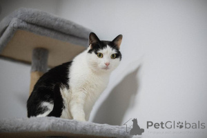 Zdjęcie №1.  - na sprzedaż w Chimki | Bezpłatny | Zapowiedź № 159454