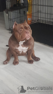 Zdjęcie №2 do zapowiedźy № 123753 na sprzedaż  american bully - wkupić się Łotwa hodowca