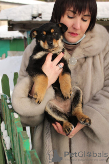 Zdjęcie №1. pies nierasowy - na sprzedaż w Mińsk | Bezpłatny | Zapowiedź №9164