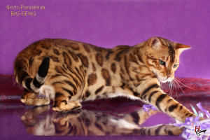 Zdjęcie №1. kot bengalski - na sprzedaż w Petersburg | Negocjowane | Zapowiedź № 2973