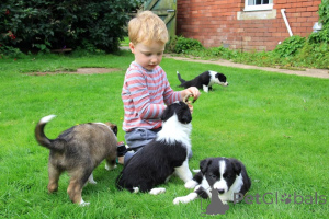 Zdjęcie №4. Sprzedam border collie w Halmstad. prywatne ogłoszenie, hodowca - cena - 4784zł