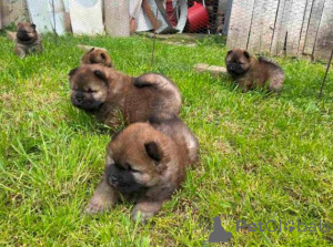Zdjęcie №2 do zapowiedźy № 168491 na sprzedaż  chow-chow - wkupić się Serbia 