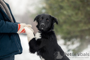 Zdjęcie №2 do zapowiedźy № 33352 na sprzedaż  pies nierasowy - wkupić się Federacja Rosyjska prywatne ogłoszenie
