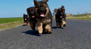 Zdjęcie №2 do zapowiedźy № 143779 na sprzedaż  owczarek niemiecki - wkupić się Polska hodowca