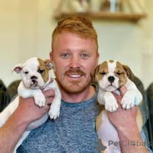 Zdjęcie №3. Engelse Bulldog-puppy's te koop. Belgia