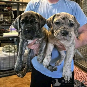 Zdjęcie №3. Nuttede Cane Corso hvalpe søger et kærligt hjem for altid. Dania