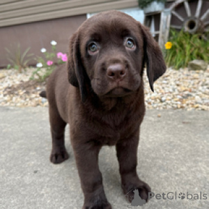 Zdjęcie №4. Sprzedam labrador retriever w Berlin. prywatne ogłoszenie - cena - 2870zł