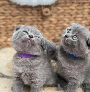 Zdjęcie №1. scottish fold - na sprzedaż w Ryga | negocjowane | Zapowiedź № 178485