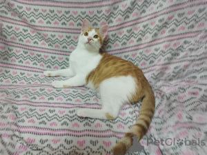 Zdjęcie №3. Słoneczne rude kocięta Tishka i Ryzhik w prezencie. Białoruś