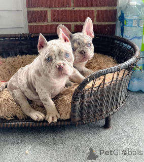 Zdjęcie №2 do zapowiedźy № 147467 na sprzedaż  american bully - wkupić się Niemcy prywatne ogłoszenie