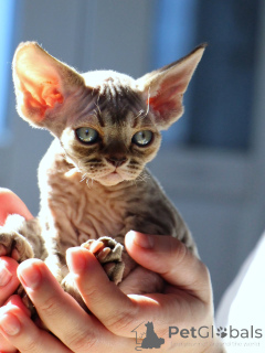 Zdjęcie №2 do zapowiedźy № 171385 na sprzedaż  devon rex - wkupić się Szwecja prywatne ogłoszenie