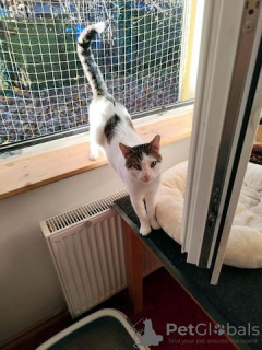 Zdjęcie №2 do zapowiedźy № 130378 na sprzedaż  mekong bobtail - wkupić się Niemcy prywatne ogłoszenie