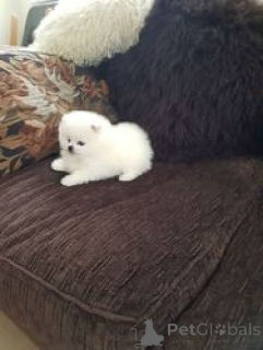 Zdjęcie №1. szpic miniaturowy - na sprzedaż w Antwerpia | Bezpłatny | Zapowiedź №154180