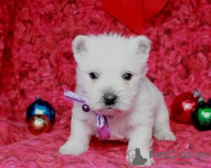 Zdjęcie №1. west highland white terrier - na sprzedaż w Praga | Bezpłatny | Zapowiedź №124130