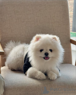 Zdjęcie №3. Wyszkolony w toalecie pomoranian. Portugalia