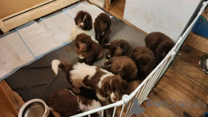 Zdjęcie №1. nowofundland - na sprzedaż w Berlin | 5083zł | Zapowiedź №137806