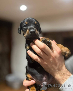 Zdjęcie №3. Urocze szczenięta Dobermana.. Wielka Brytania