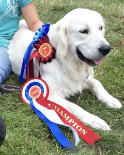 Zdjęcie №4. Sprzedam golden retriever w Bruksela. prywatne ogłoszenie, hodowca - cena - 1674zł