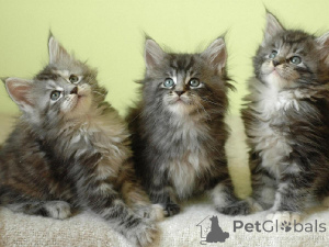 Zdjęcie №1. maine coon - na sprzedaż w Altdorf | 2392zł | Zapowiedź № 172047