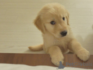 Zdjęcie №1. golden retriever - na sprzedaż w Задар | negocjowane | Zapowiedź №96356