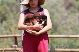 Zdjęcie №2 do zapowiedźy № 166172 na sprzedaż  szpic miniaturowy - wkupić się Niemcy prywatne ogłoszenie