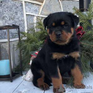 Zdjęcie №1. rottweiler - na sprzedaż w Fira | 2296zł | Zapowiedź №137860