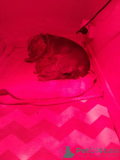 Zdjęcie №3. Atemaubende Foxred Cockerpoo-Welpen. Niemcy