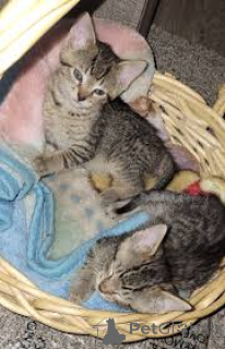 Zdjęcie №1. ocicat - na sprzedaż w Bruksela | 2392zł | Zapowiedź № 166618