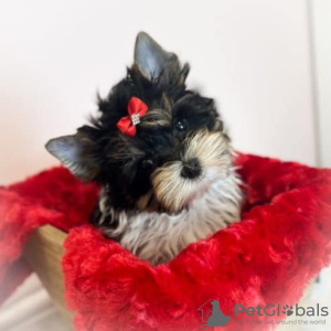 Zdjęcie №1. yorkshire terrier - na sprzedaż w Bielefeld | Bezpłatny | Zapowiedź №128394