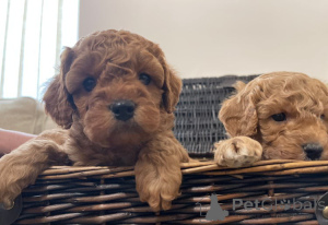 Zdjęcie №3. Cavapoo M/W-Welpen Zu Verkaufen.. Niemcy