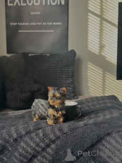 Zdjęcie №2 do zapowiedźy № 168620 na sprzedaż  yorkshire terrier - wkupić się Niemcy hodowca