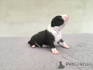 Zdjęcie №3. Bulterier FCI. Polska