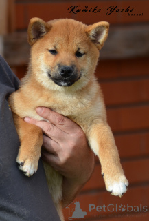 Zdjęcie №3. Siba inu Puppy Girl z dokumentami RKF. Federacja Rosyjska