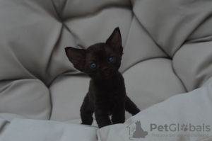 Zdjęcie №1. devon rex - na sprzedaż w Berlin | 1674zł | Zapowiedź № 121021