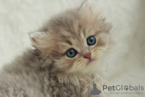 Zdjęcie №1. kot brytyjski długowłosy - na sprzedaż w Dnipro | 1188zł | Zapowiedź № 51383