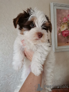 Zdjęcie №3. Yorkshire terrier bóbr. Włochy