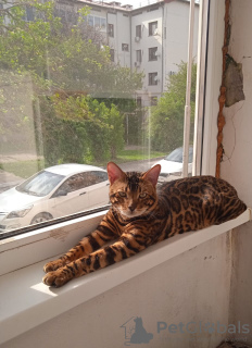 Zdjęcie №3. Kot bengalski. Azerbejdżan