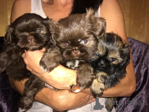 Zdjęcie №1. shih tzu - na sprzedaż w Gottskär | 3109zł | Zapowiedź №168437