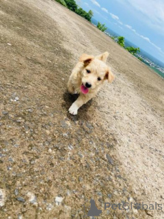 Zdjęcie №1. golden retriever - na sprzedaż w Šiauliai | negocjowane | Zapowiedź №159982